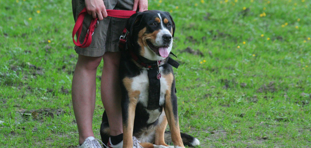 Hundeschule und Tierpension Alpha