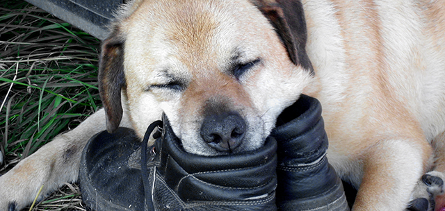 Hundeschule und Tierpension Alpha