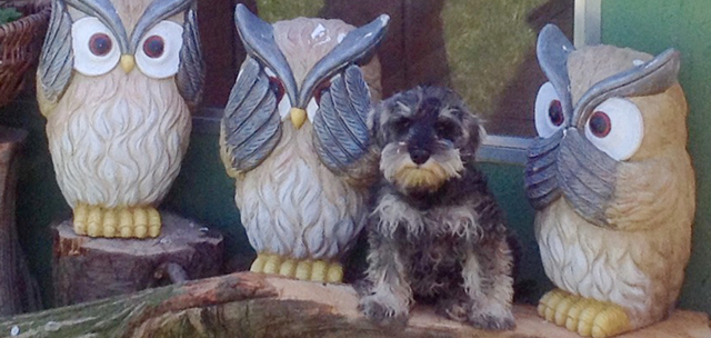 Hundeschule und Tierpension Alpha