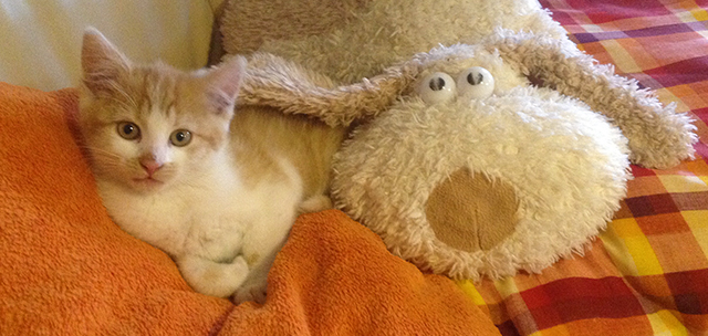 Hundeschule und Tierpension Alpha