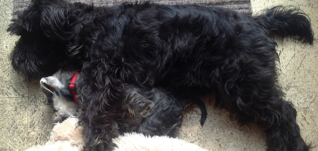 Hundeschule und Tierpension Alpha