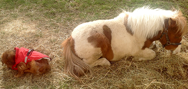 Hundeschule und Tierpension Alpha
