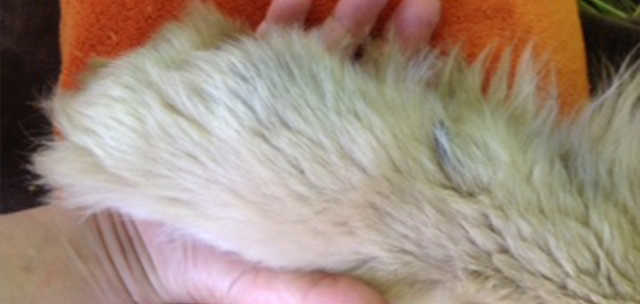 Hundeschule und Tierpension Alpha