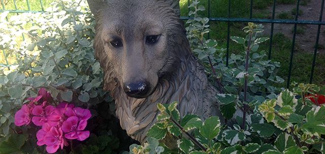 Hundeschule und Tierpension Alpha